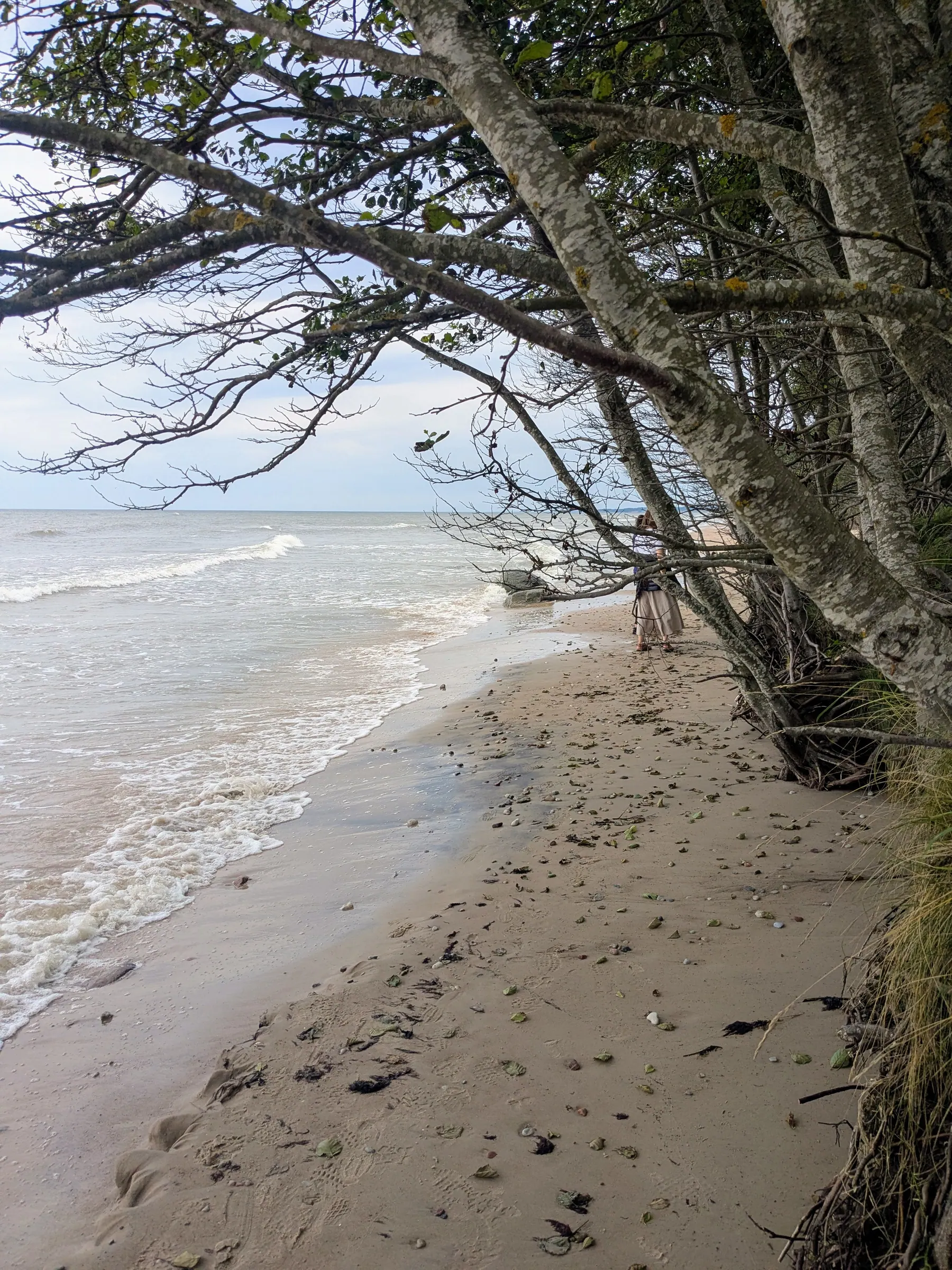 Fallen trees lining the narrow wild beach north of Pāvilosta