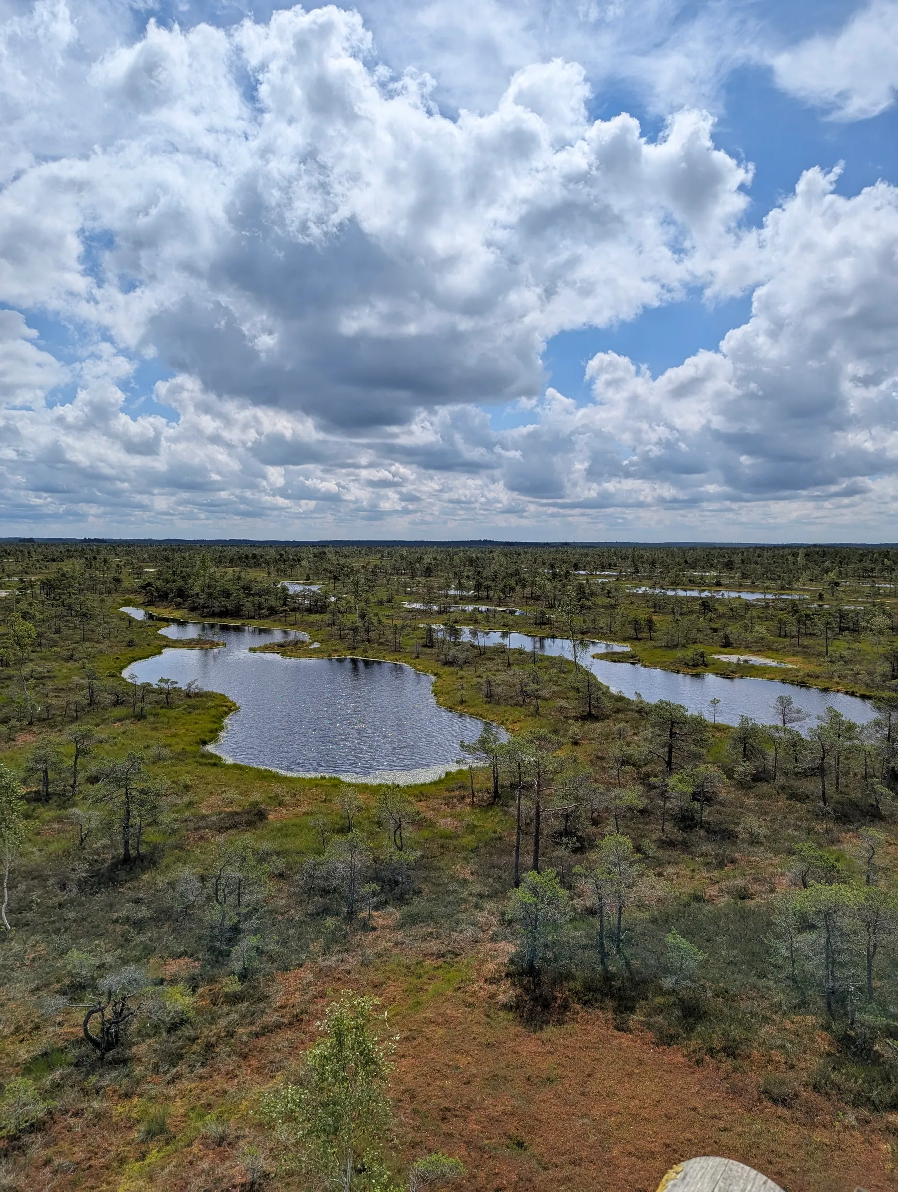 The Great Ķemeri Bog boardwalk disappearing into a Latvian pine landscape