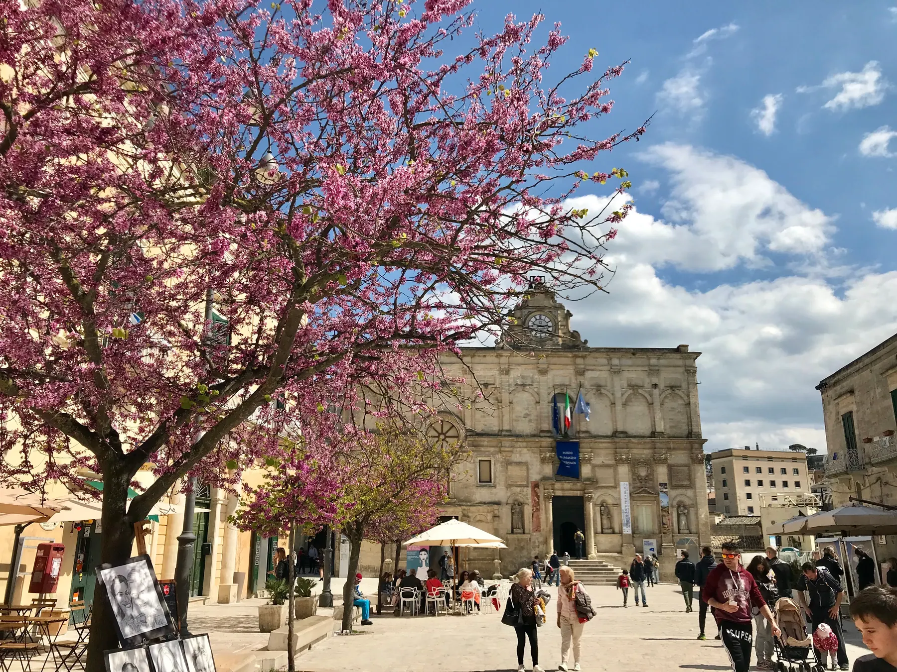 A blossoming tree in Matera's upper town
