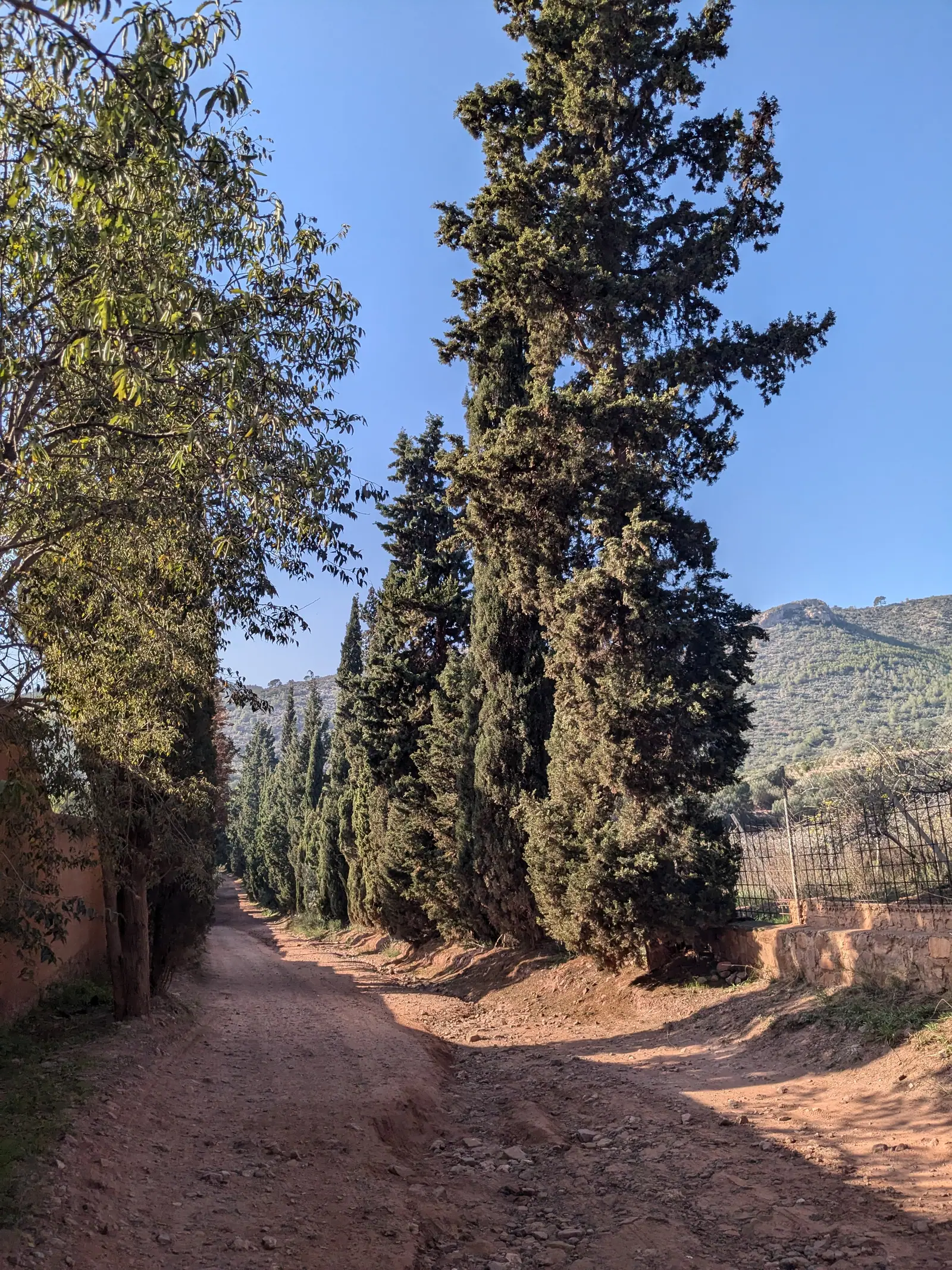 A broad forest road leading into the hills from Portaceli