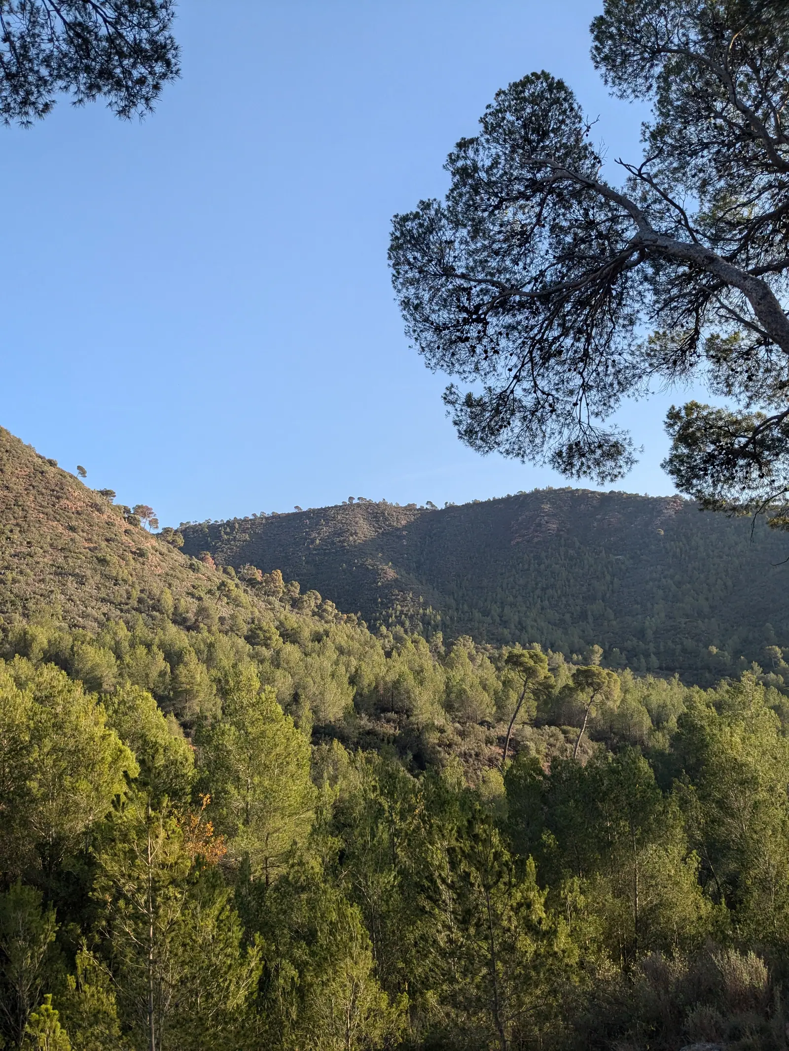 Pine-covered slopes seen from the Portaceli walking route