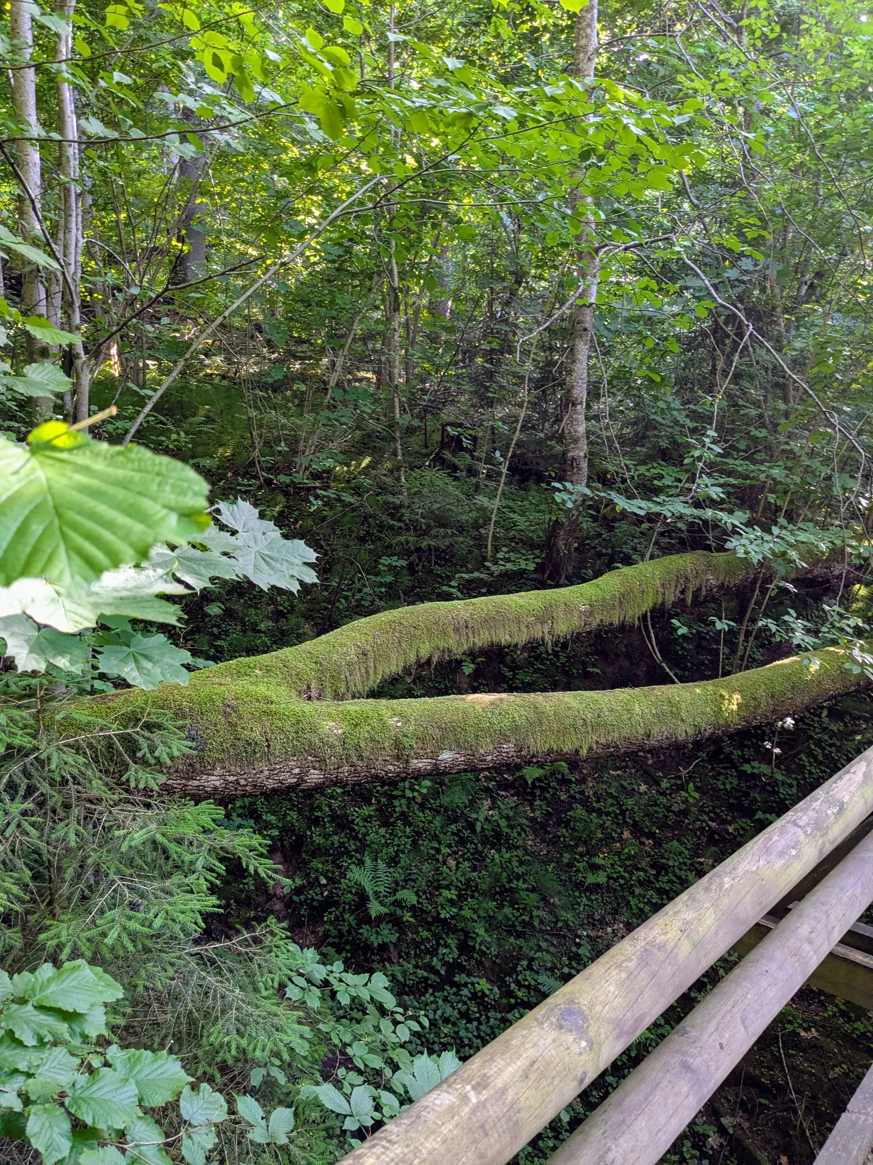 A narrow forest path beside the Gauja Valley river